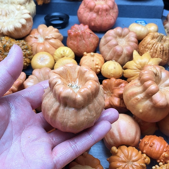 记***好墨西哥葫芦微瑕不退不换