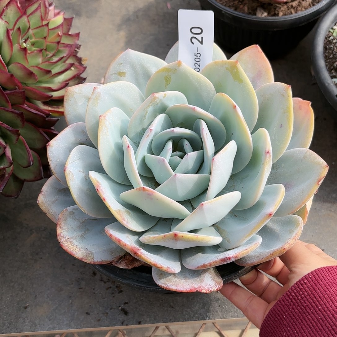 同温层多肉奶茶20