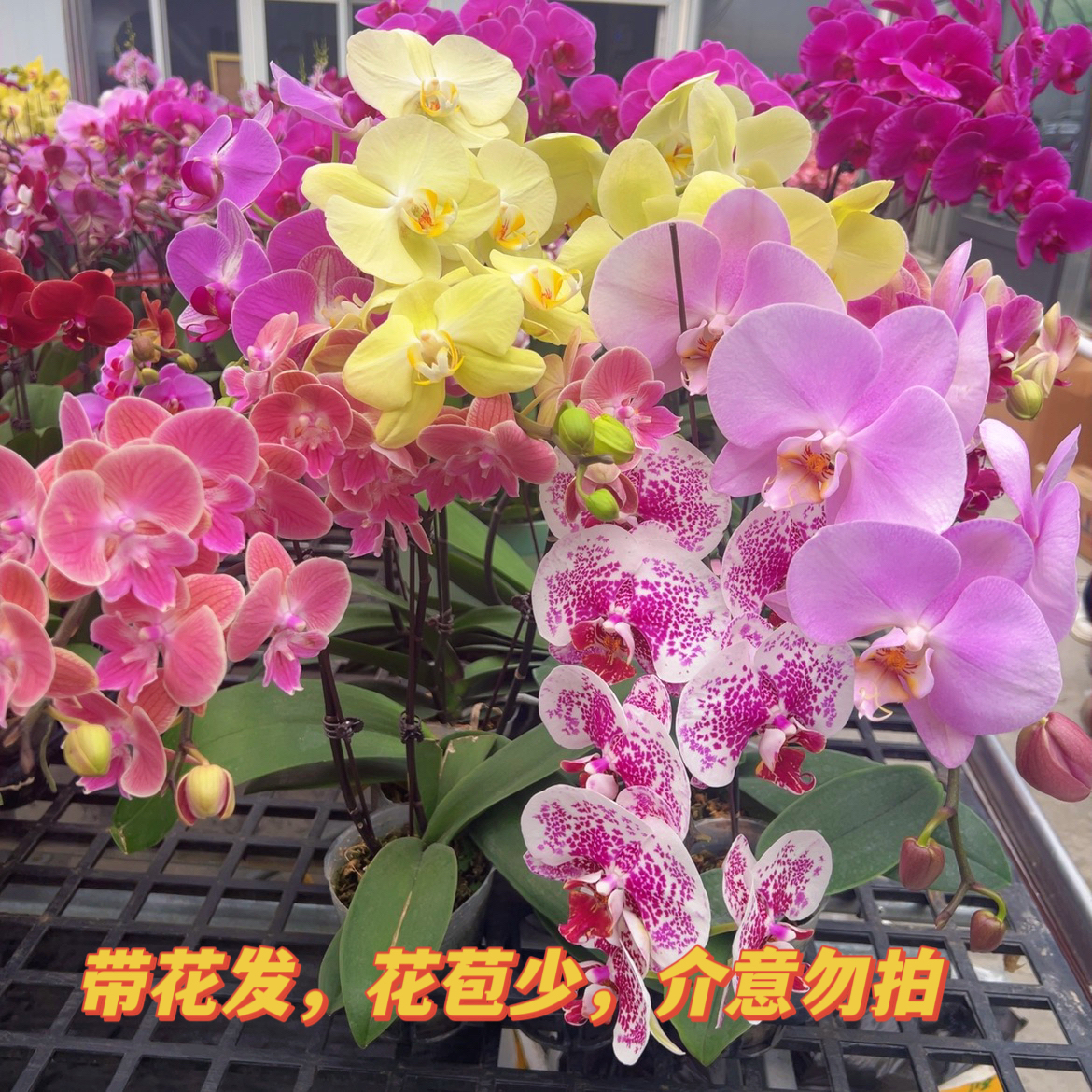 【A19三颗杂花】随机蝴蝶兰大中小花型品种不指定 （开放程度较大介意勿拍）