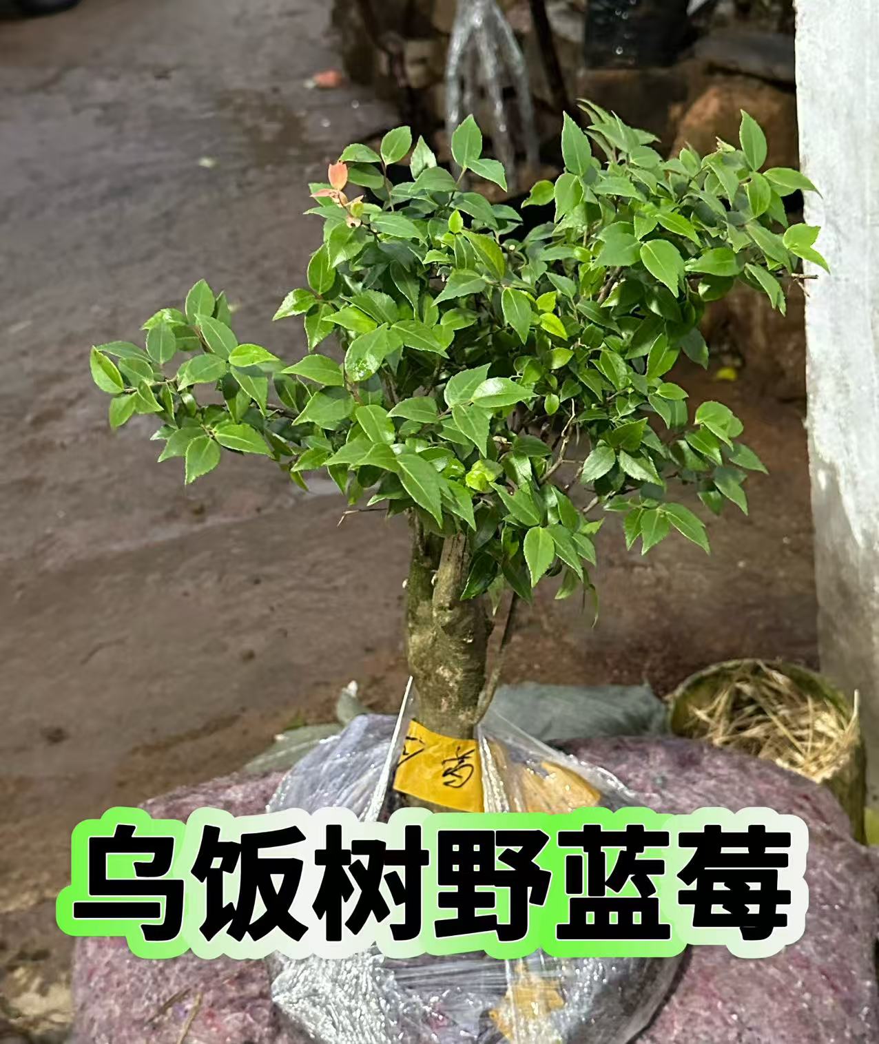 乌饭树野蓝莓嫁接砧木一物一拍在线挑选绿植盆栽果树