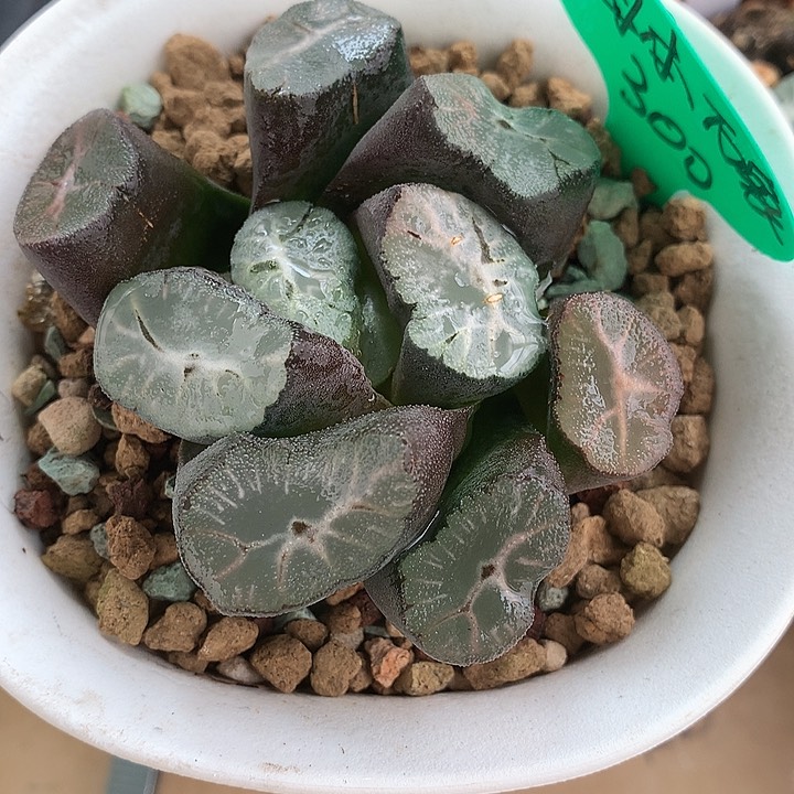 母本万象一物一拍