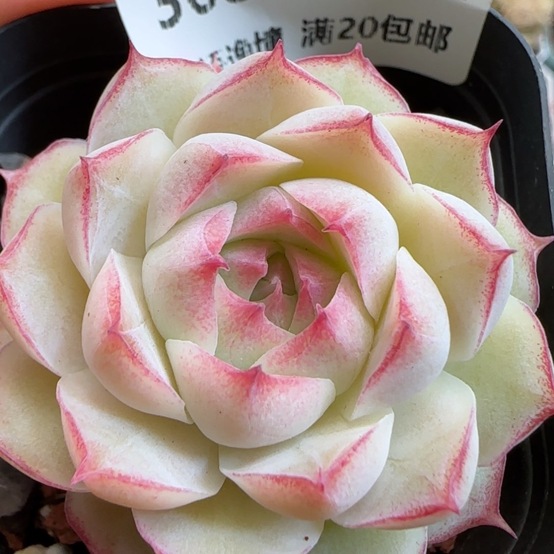 花语逸镜0125-360女王