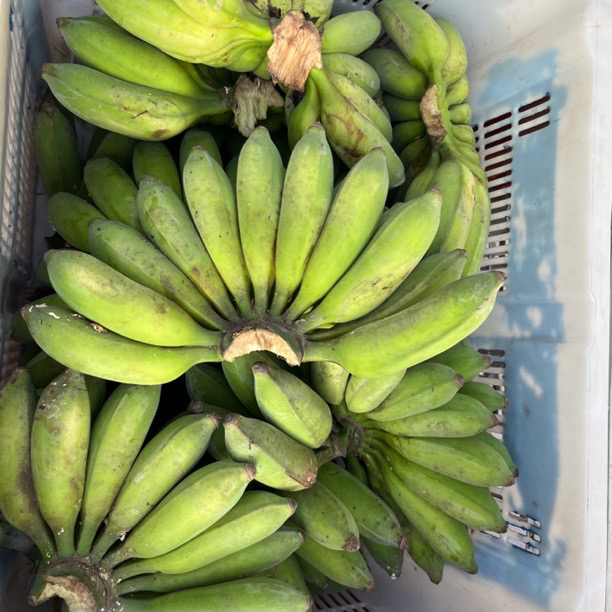 云南德宏老品种土芭蕉