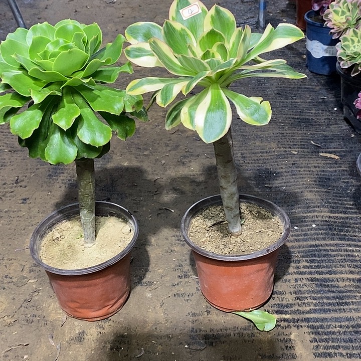 12，2棵1234577888999