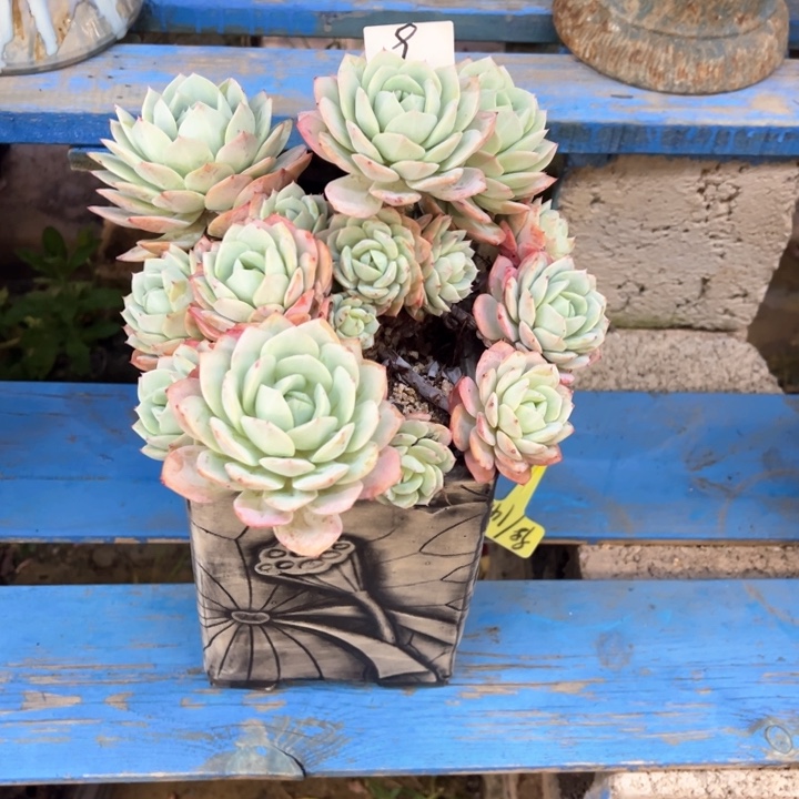 精控恋曲处理脱土发货