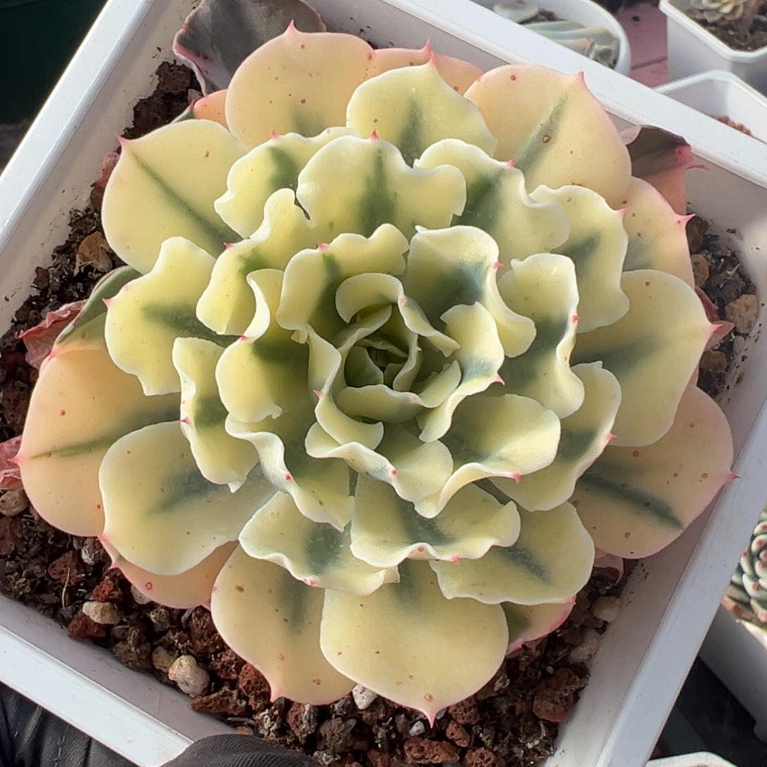 海啸锦，覆轮锦多肉植物