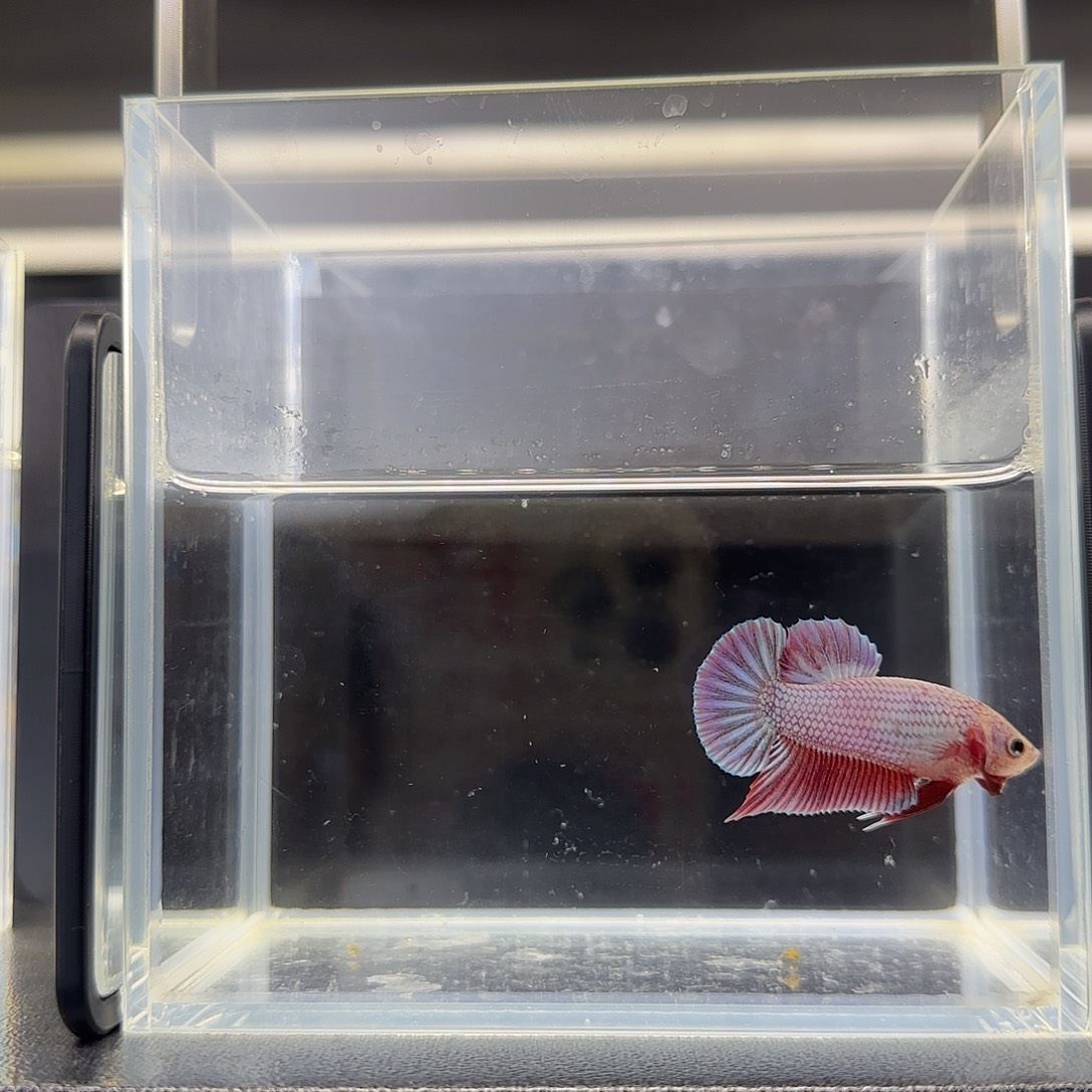 电摇紫色风暴可拍