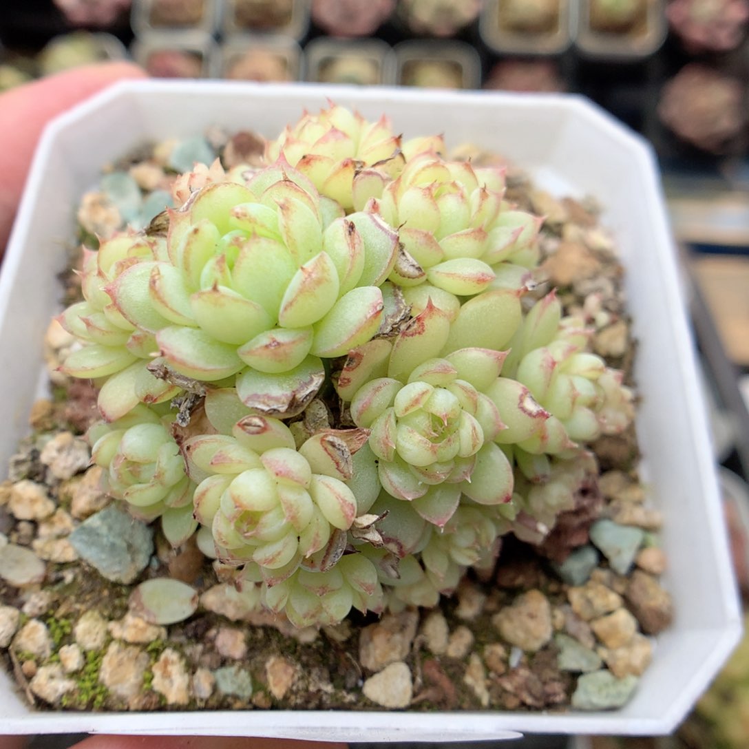 G62虞姬麦杆，20包邮两天凑单