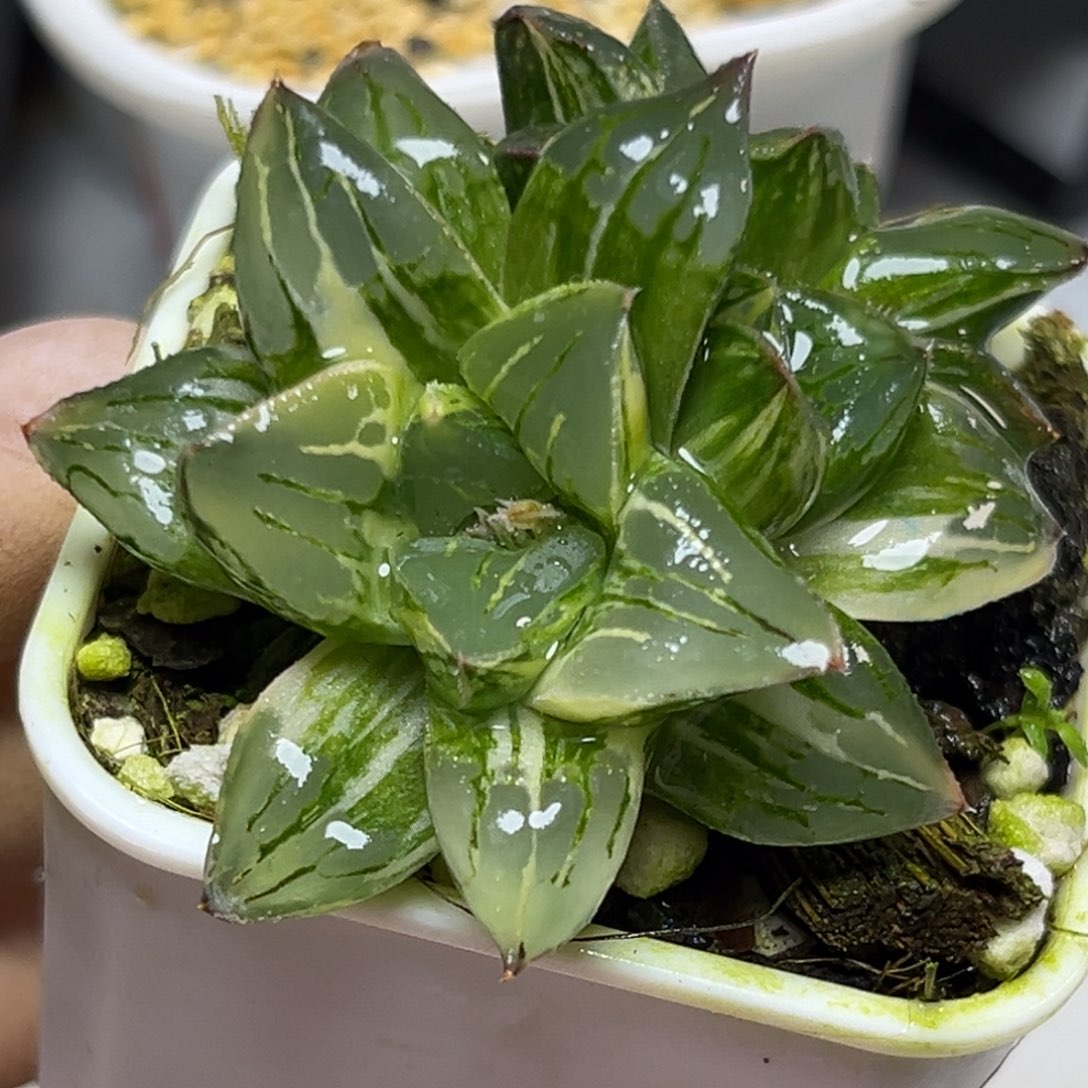 十二卷多肉植物1944莫迪卡