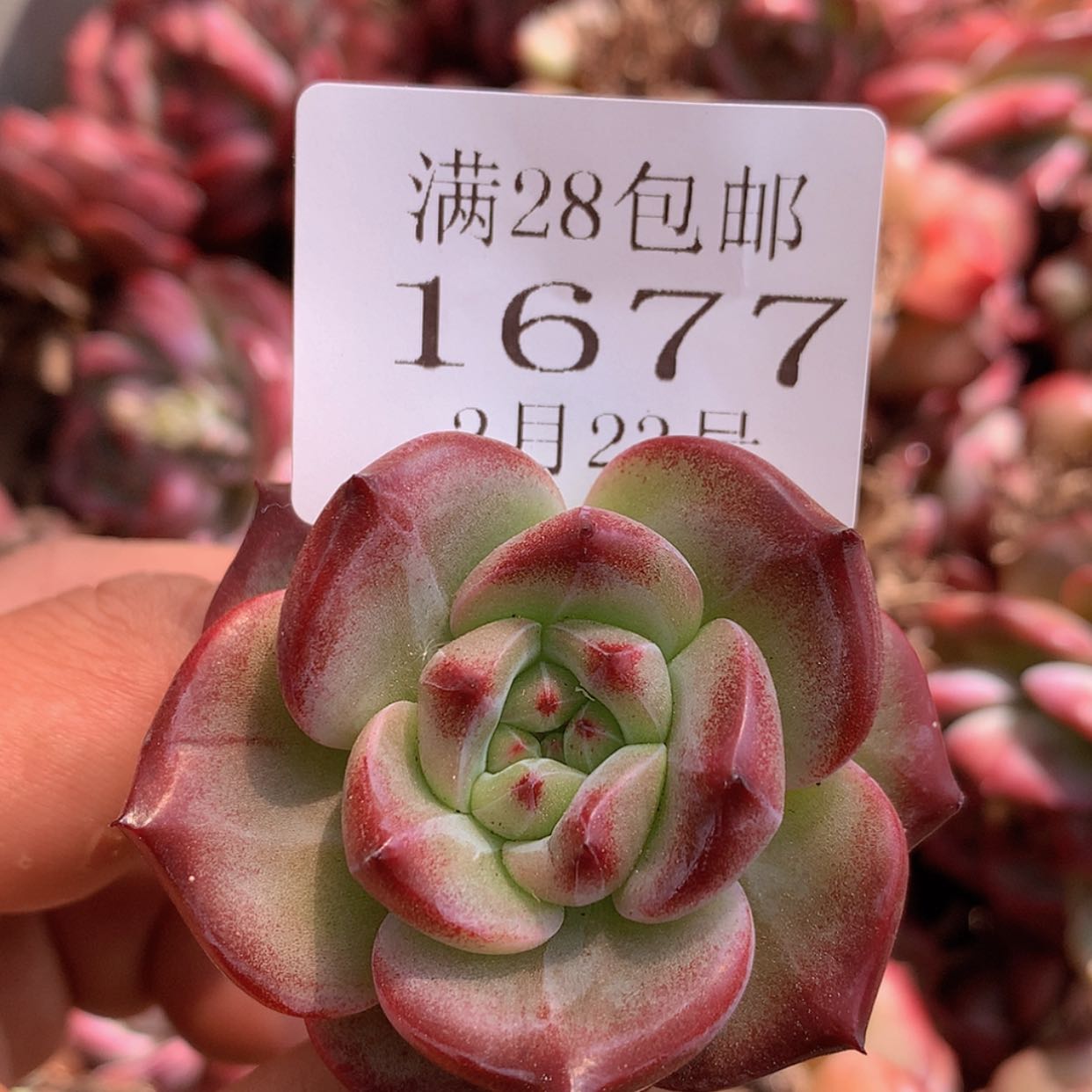 【闪购商品】云1677