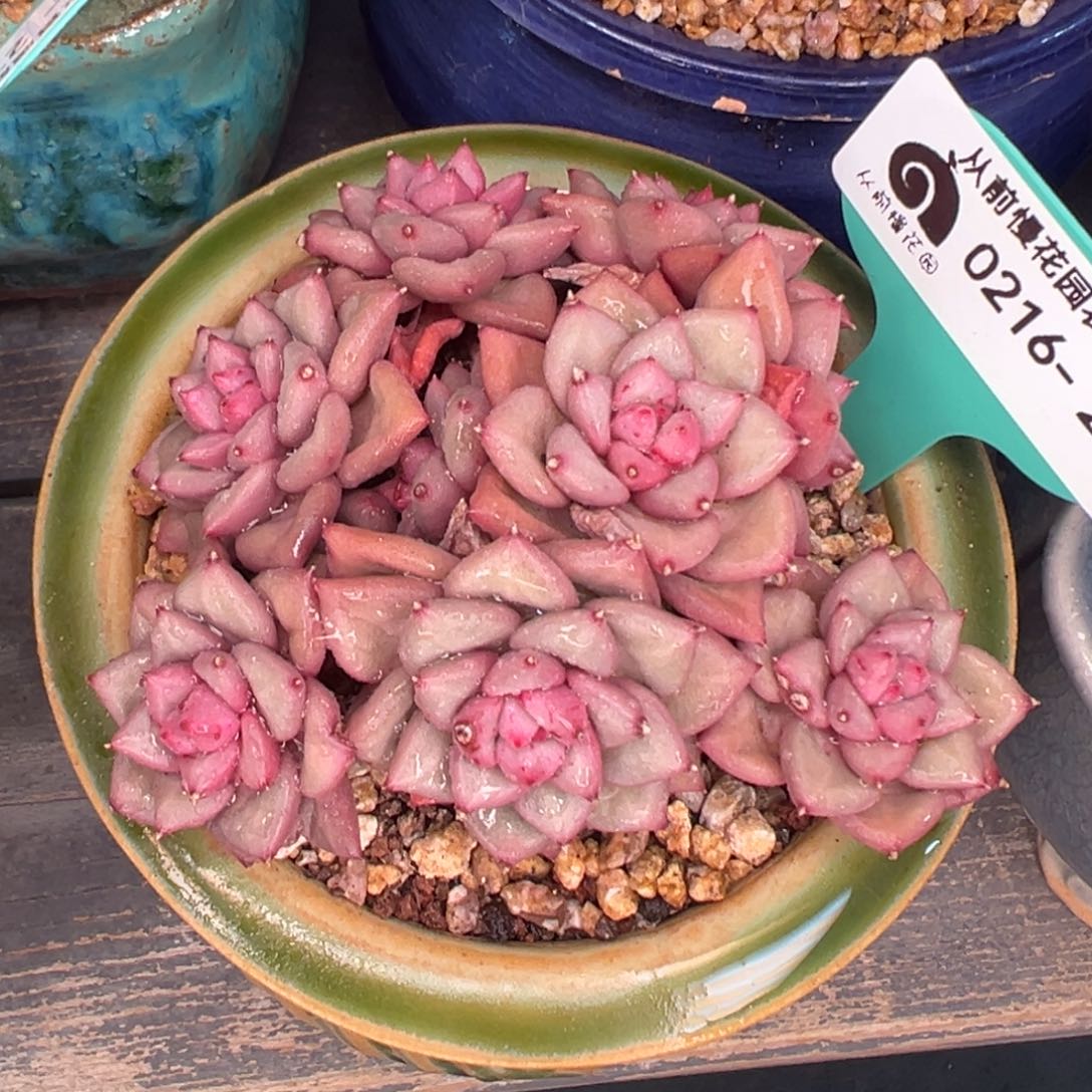 多肉一物一拍0216-275