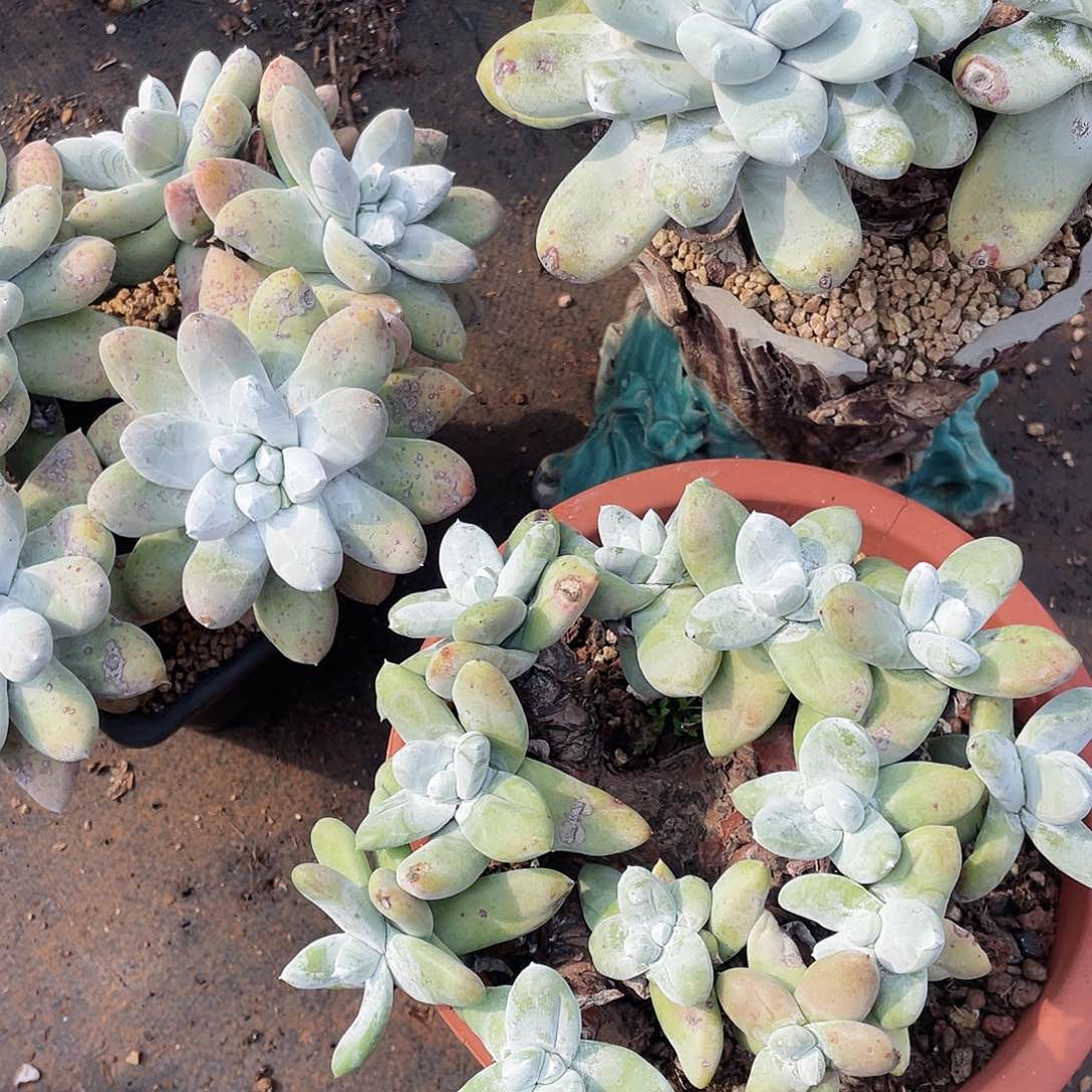 N****o拇指多头老桩三颗