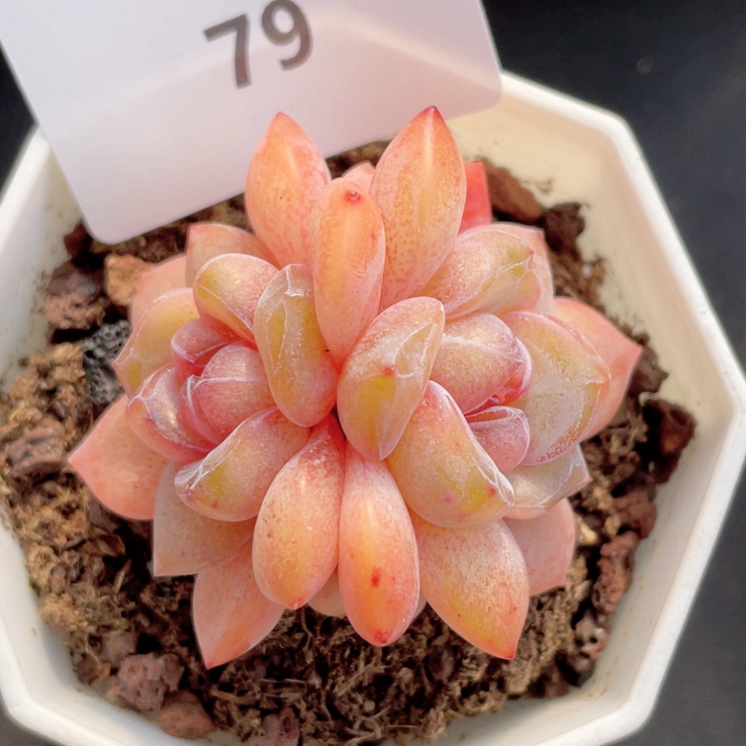 79号糖心冰心珍妮