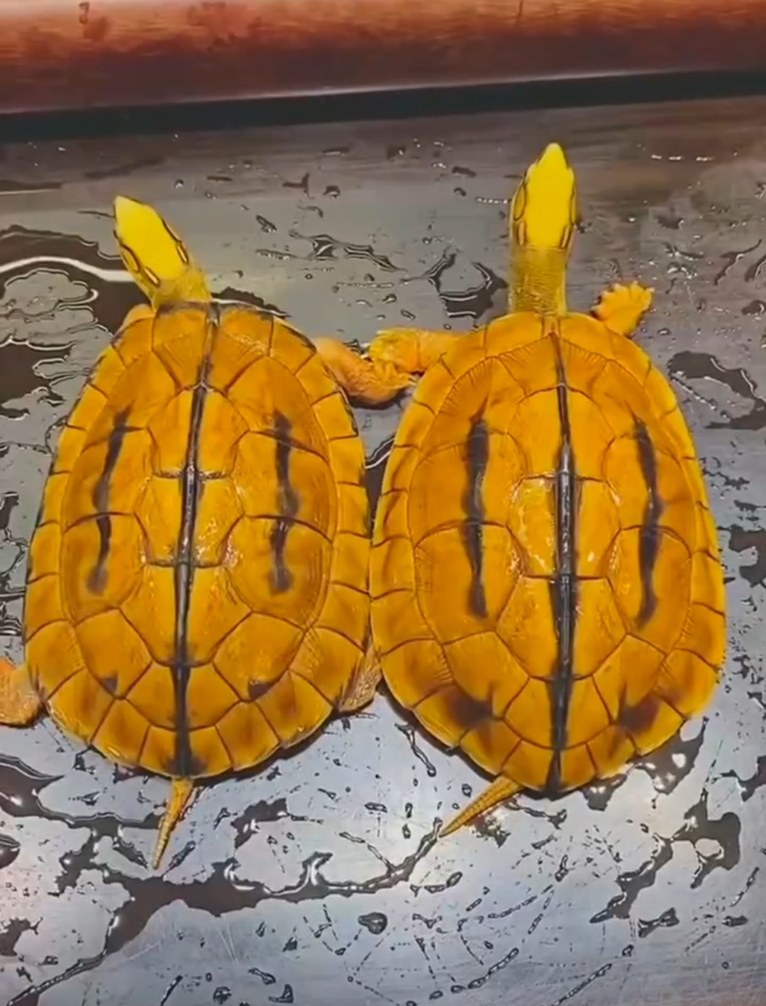 纯种海南金钱龟苗禄亚成种龟