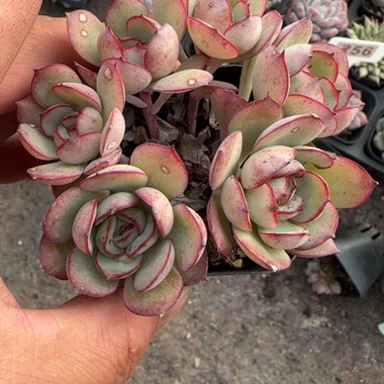 阿***n359牡丹亭多肉植物多