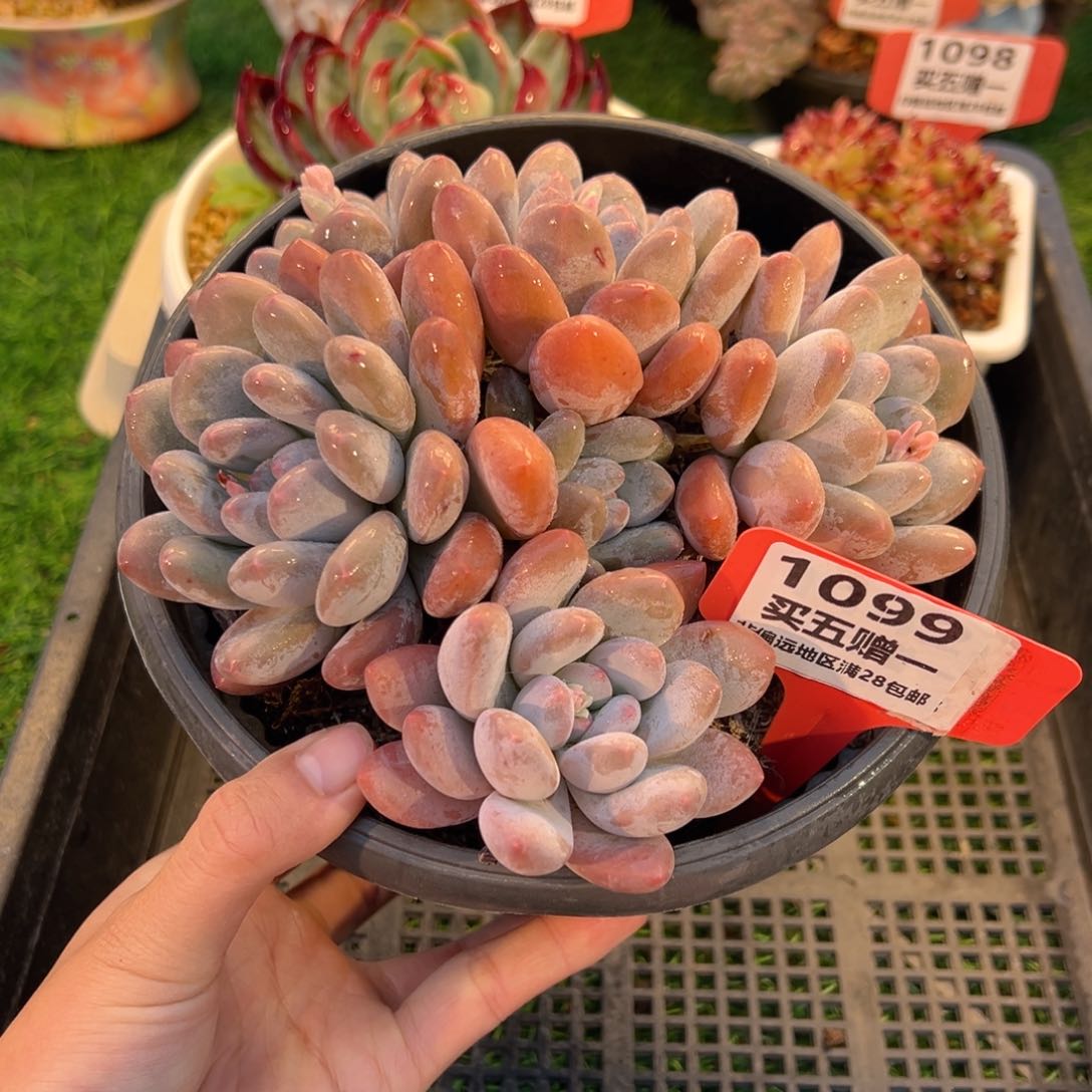 表妹精品多肉1099.