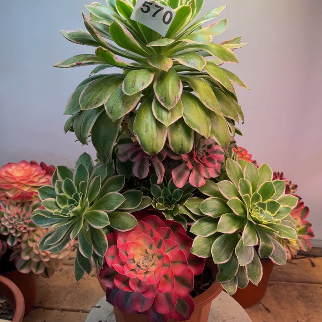 多肉植物大叶绿玫瑰嫁接570