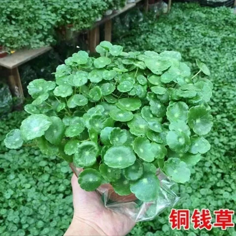【全店5包包邮】水培铜钱草种子盆栽室内常绿