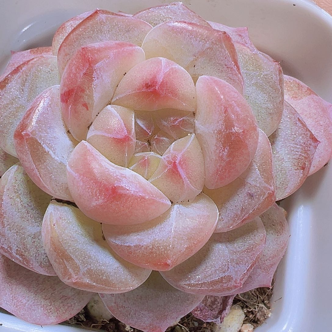 黛玉冰魄19包邮多肉植物