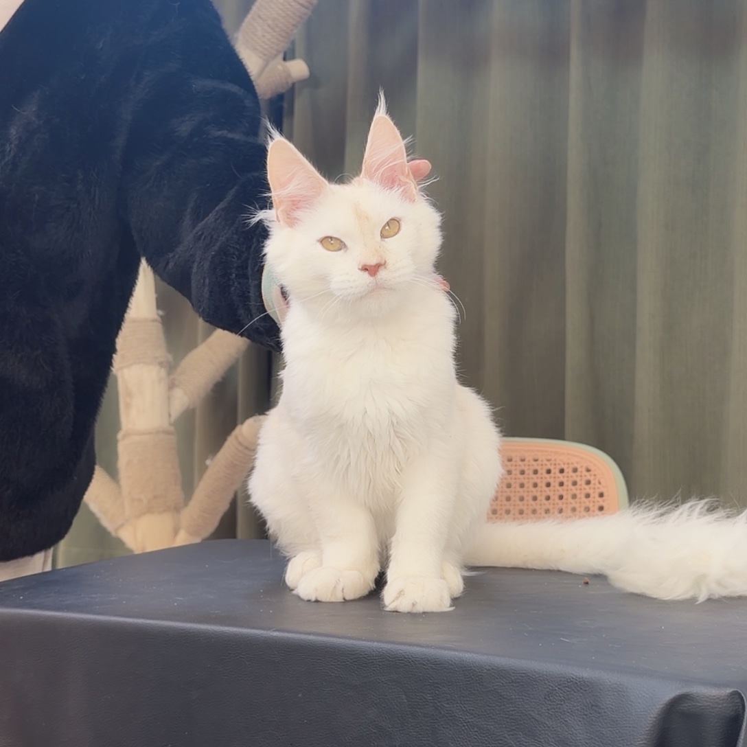 缅因红阴影11色弟弟