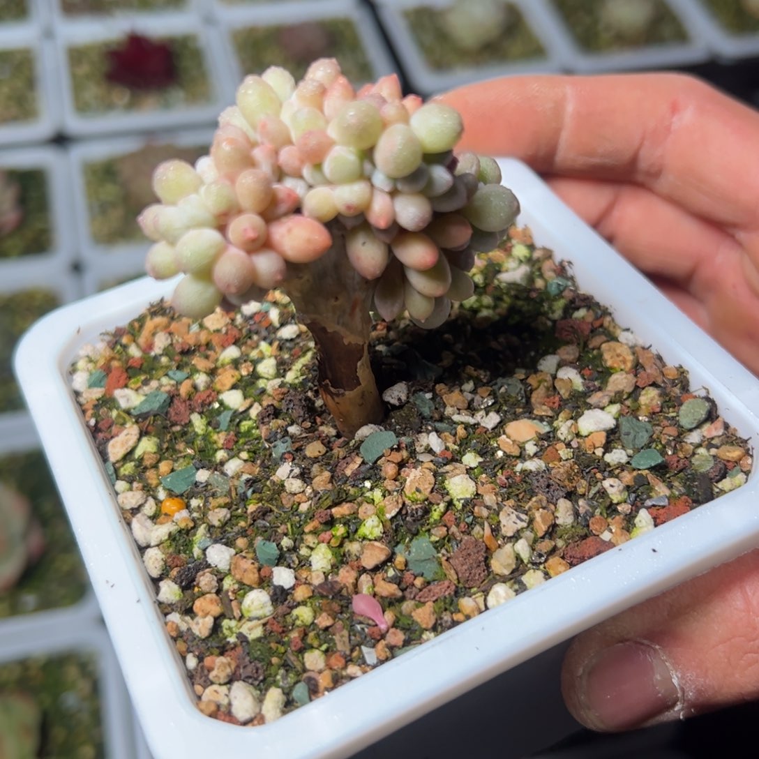 天**心2859哈哈哈哈哈哈哈哈