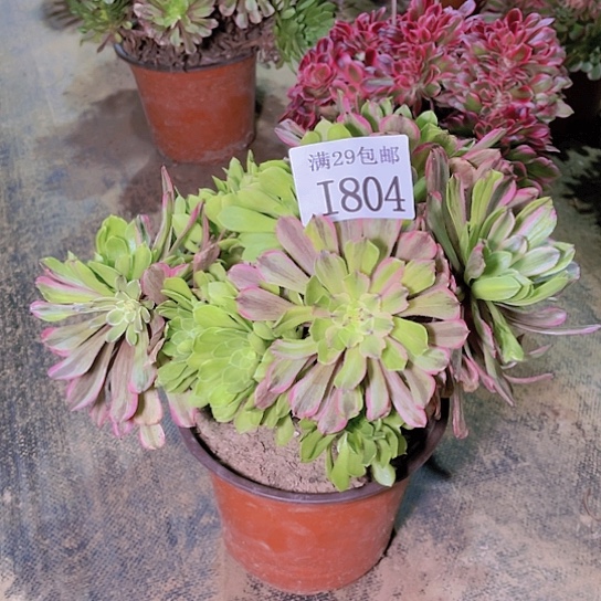 804花脸粉黛多肉植物