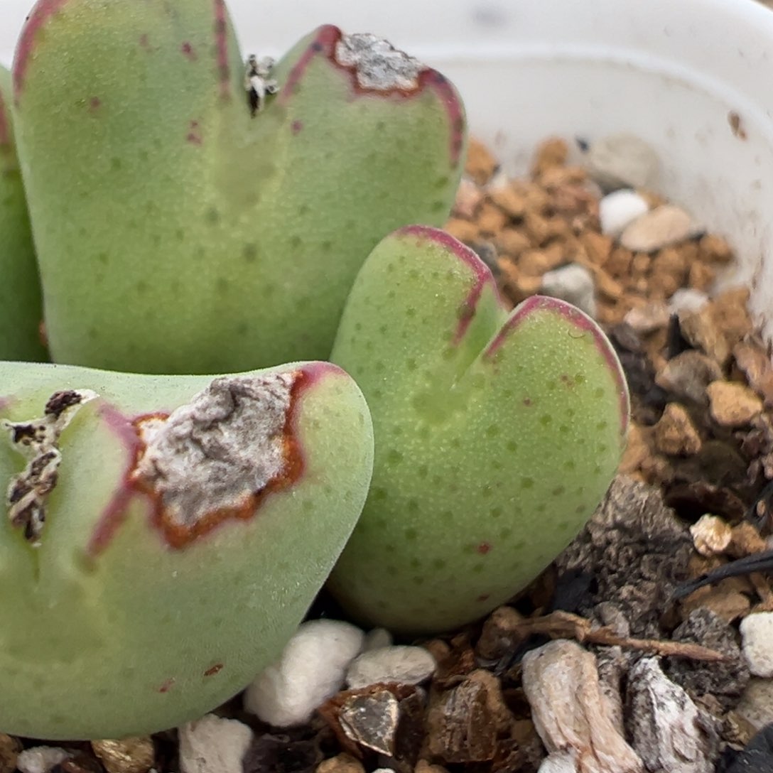 米**?106多肉植物百科知识