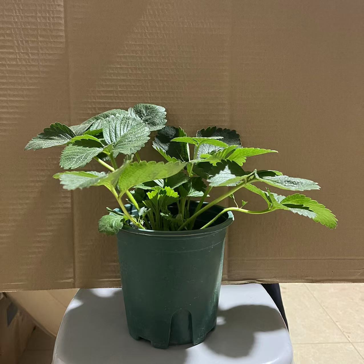 草莓盆栽（不带果）