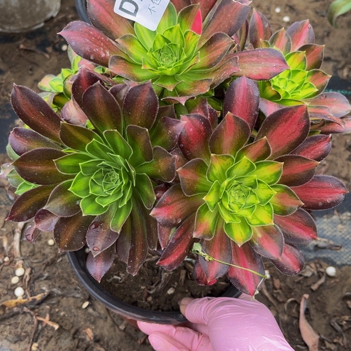 212韶华多肉法师不包断枝