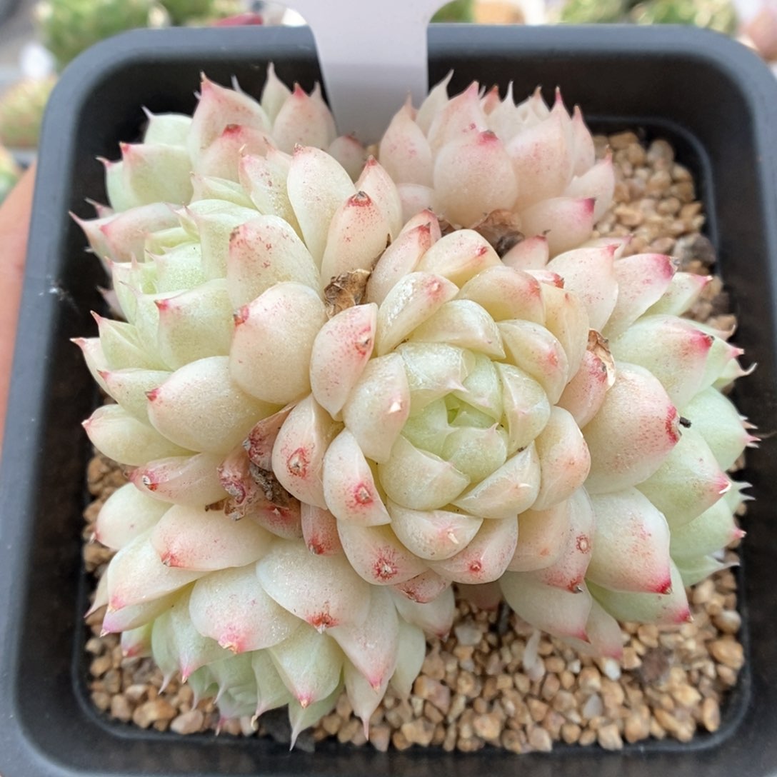 油透麦杆群生可拍906号