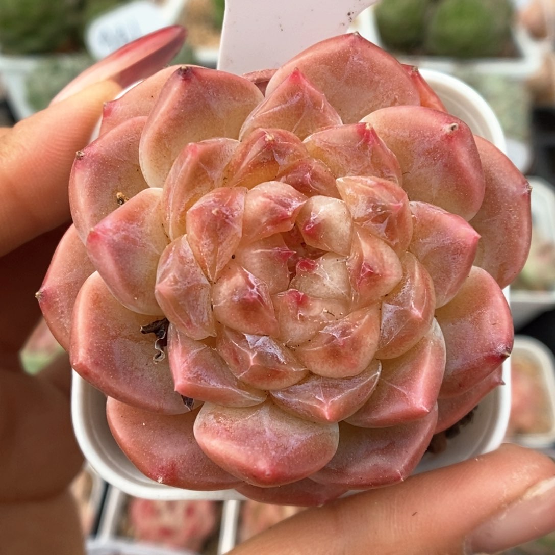 糖心粉魄可拍910号