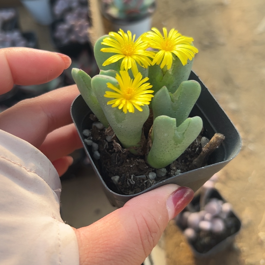 多肉植物少将开花