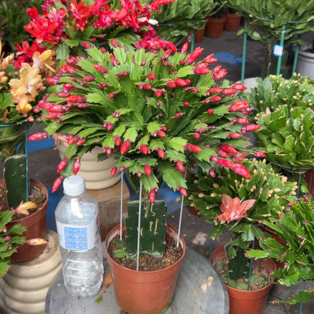 完全开放红色加勒比49