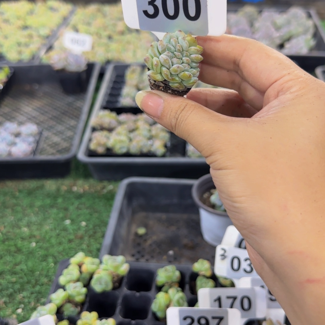 300 号一物一拍特价福利