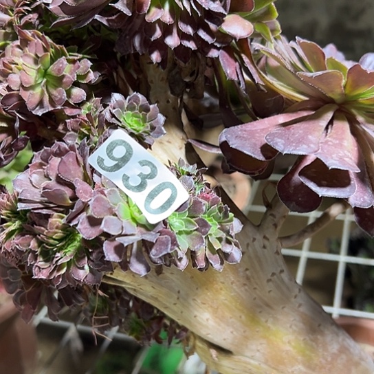 本***龙多肉植物一个妖930