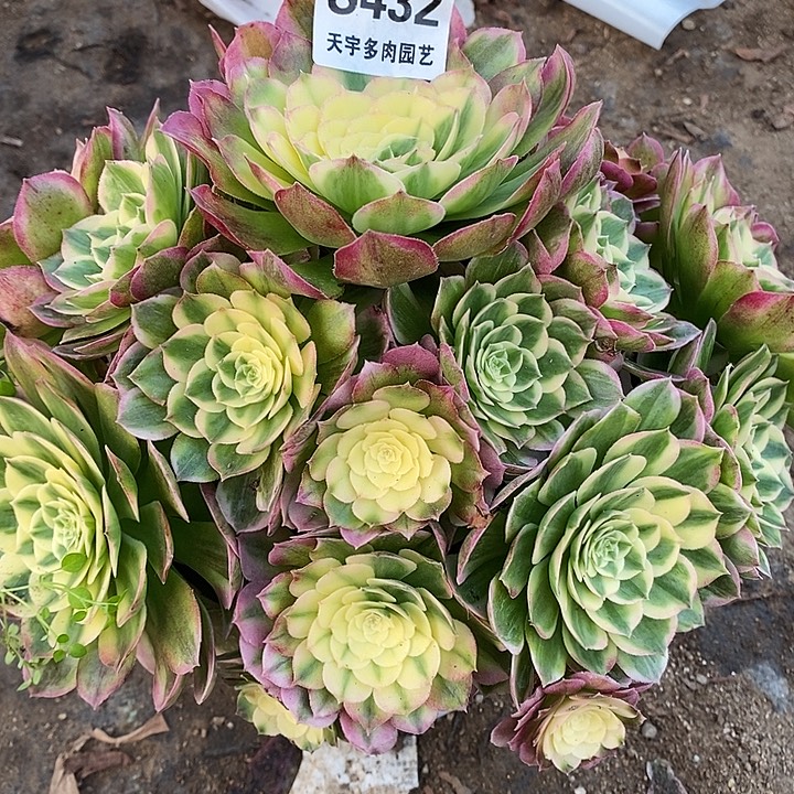 探***探多肉植物432多肉海仙