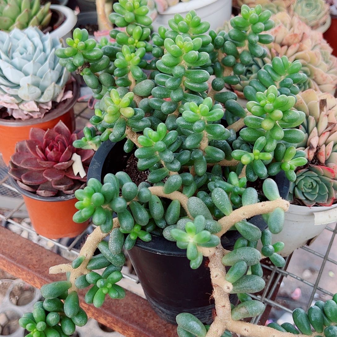 绿龟卵多头造型精品特价