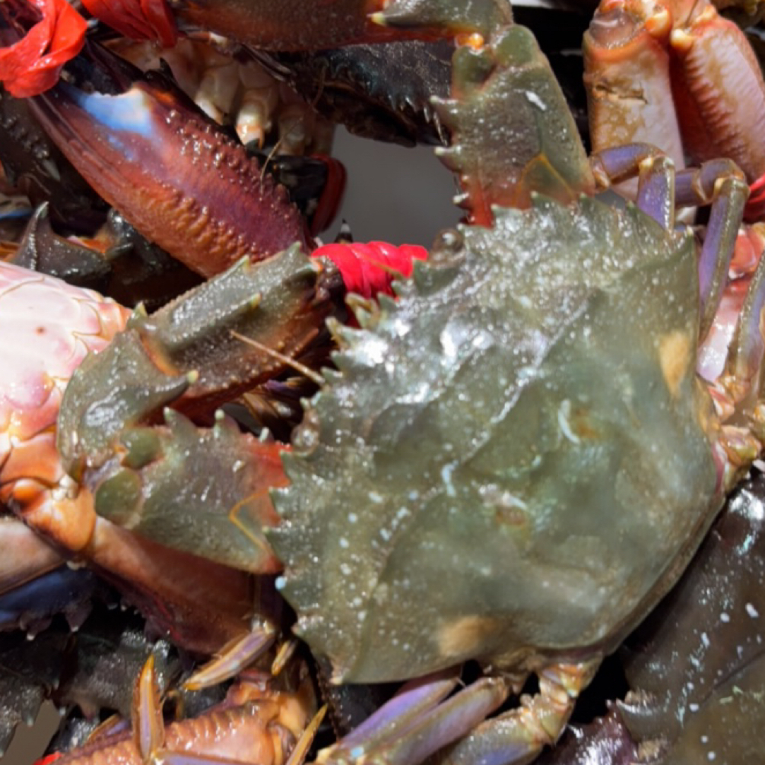 赤甲红螃蟹，4.6斤13只左右