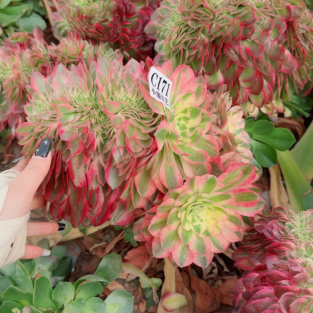 171 缀化无根不包侧枝