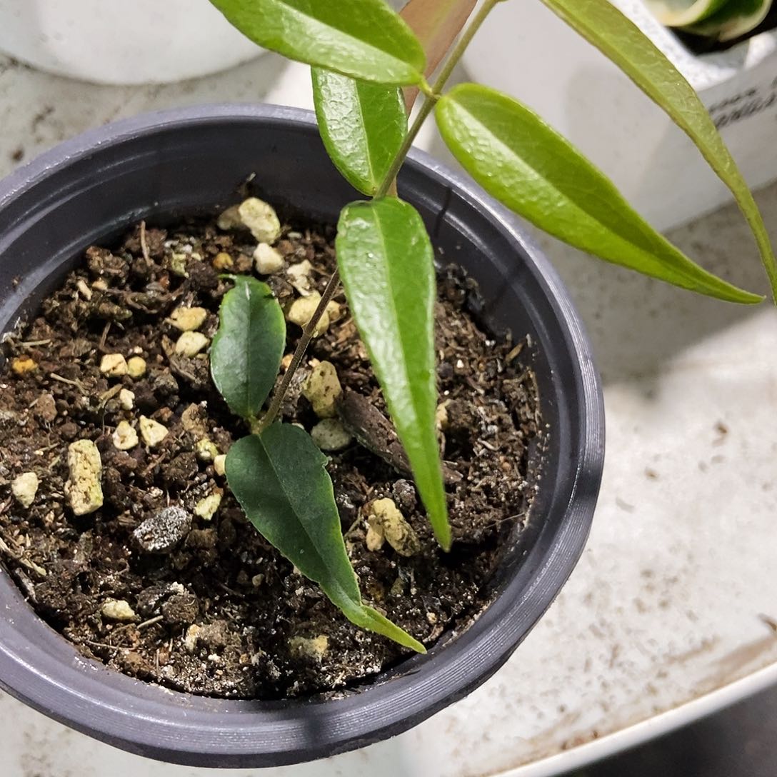 完全开放柳氏球兰39