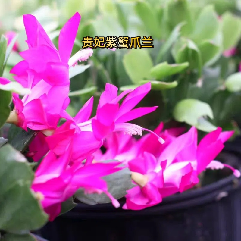 【紫色蟹爪兰】贵妃紫重瓣带花苞花卉绿植盆栽