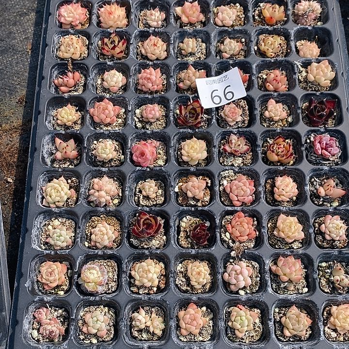 66 多肉植物盆栽花卉植物