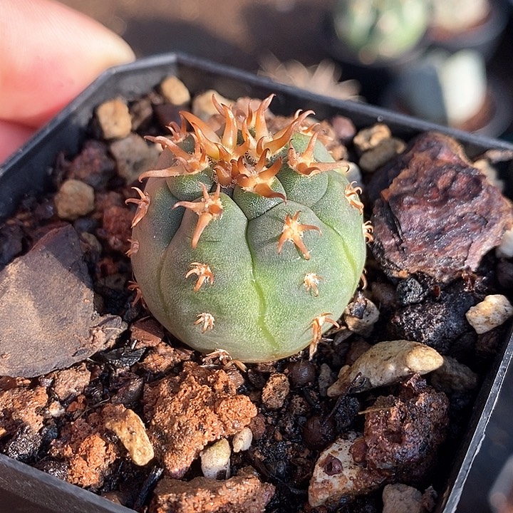 孤品实生翘刺粗刺猫爪仙人球2.7cm