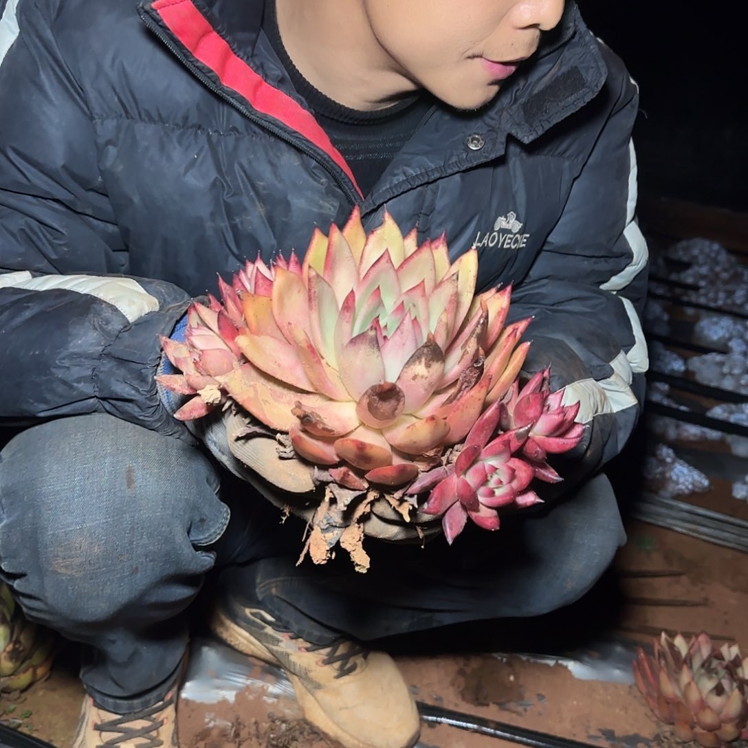 地栽超级弗兰克多肉1棵