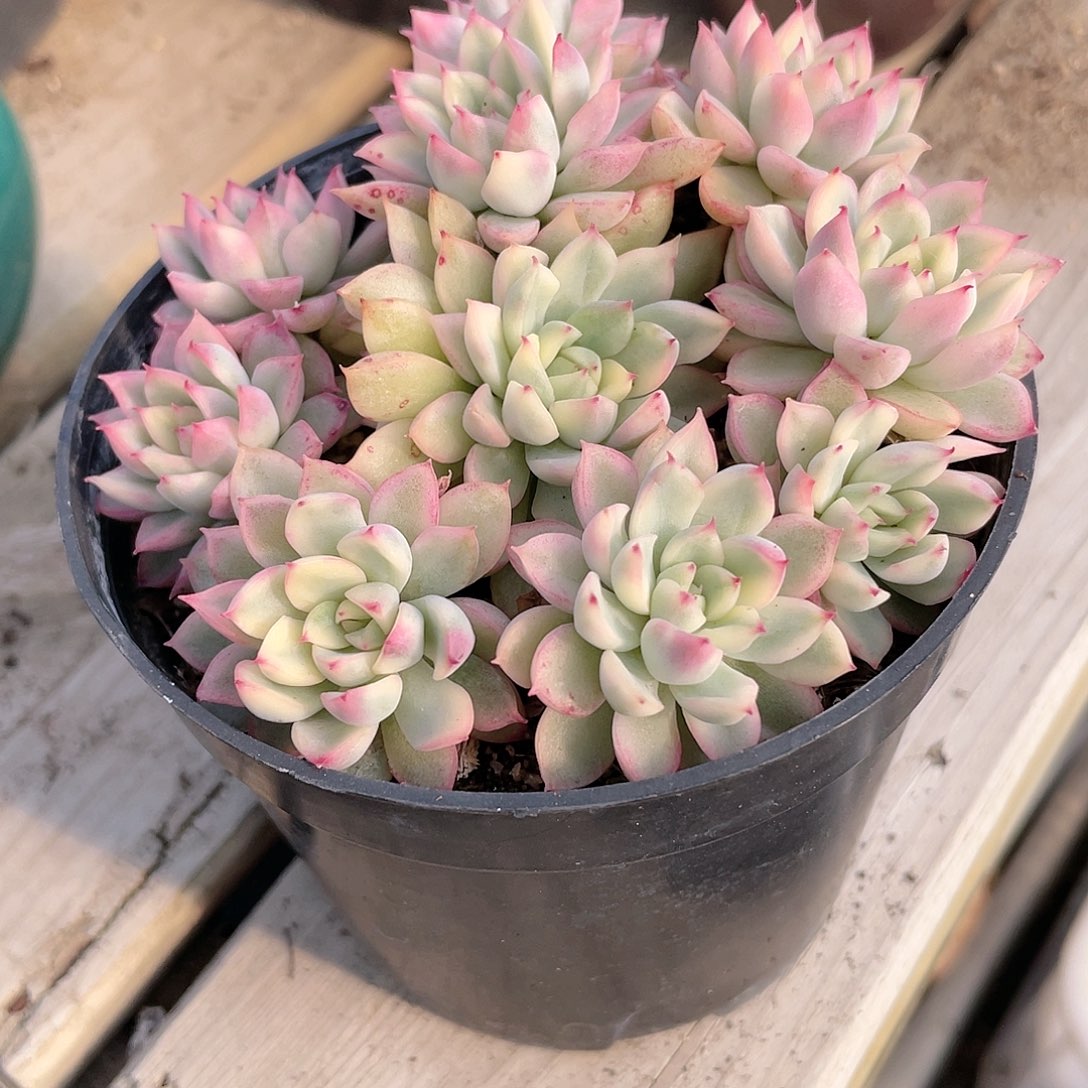 2407  女雏锦  六月六