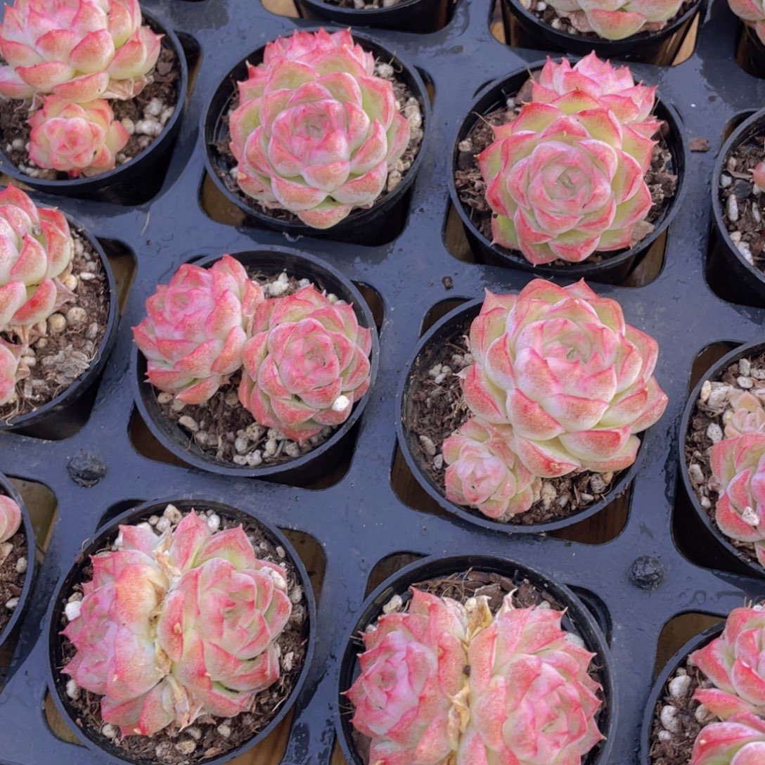 295号 全状态桃熏女王双头两颗