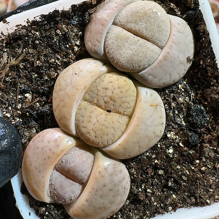 生石花11111111。   313