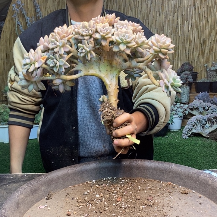 下***/300 号淡雪多肉植物