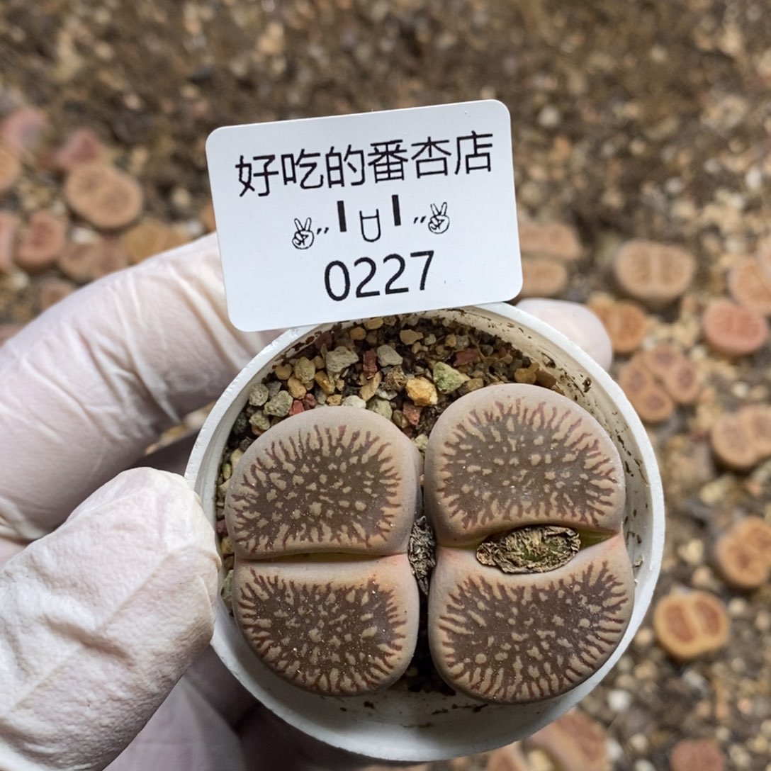 0227。零下拍保温。脱土