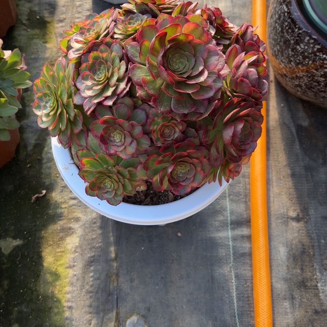 花好月又圆202509